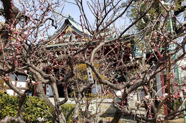 亀戸天神の梅まつりの様子｜御嶽神社周辺の梅