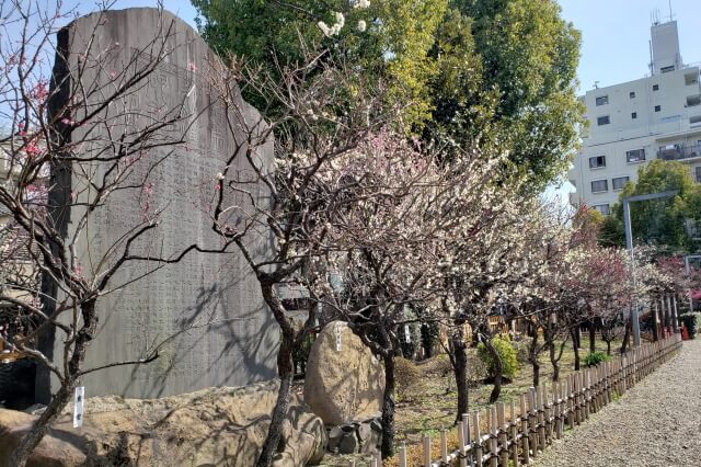 亀戸天神の梅まつりの様子｜御嶽神社から鳥居への参道周辺の梅