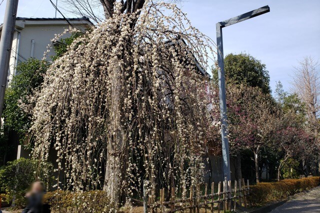 亀戸天神の梅まつりの様子｜紅梅殿周辺の梅