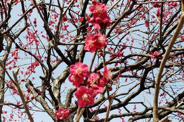 亀戸天神の梅まつり