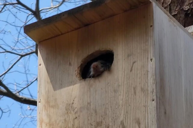 軽井沢野鳥の森では何が見れるの？