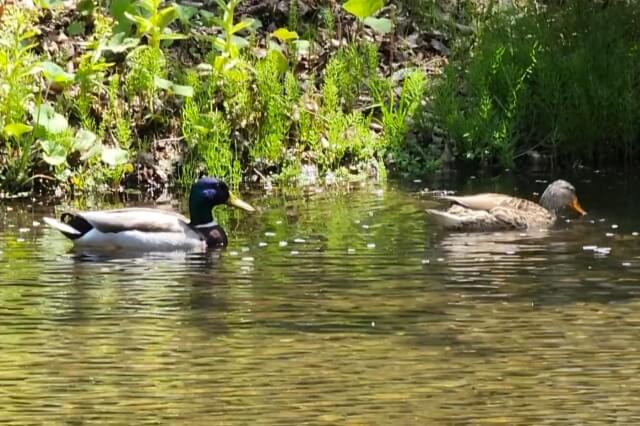 軽井沢野鳥の森では何が見れるの？