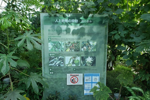 新宿御苑の大温室（植物園）｜人と熱帯の植物