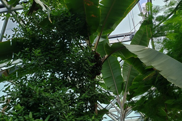 新宿御苑の大温室（植物園）｜人と熱帯の植物