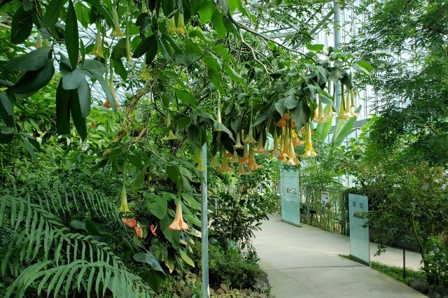 新宿御苑の大温室（植物園）｜人と熱帯の植物