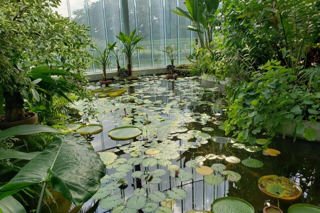 新宿御苑の大温室（植物園）｜熱帯池沼の植物