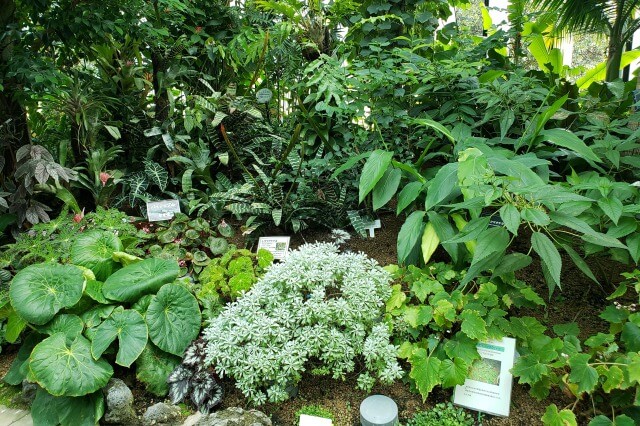 新宿御苑の大温室（植物園）｜沖縄コーナー