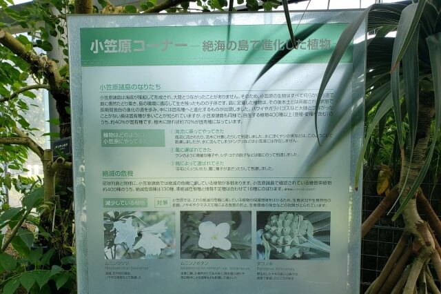 新宿御苑の大温室（植物園）｜小笠原コーナー