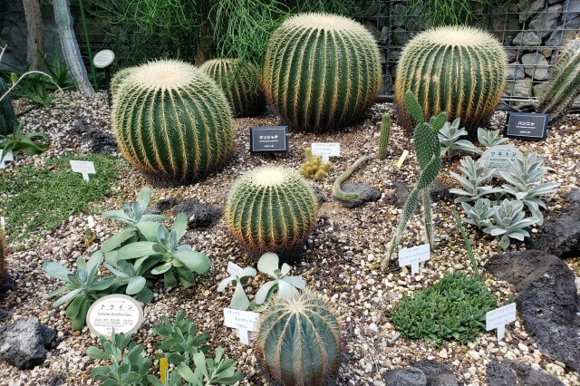 新宿御苑の大温室（植物園）｜乾燥地の植物