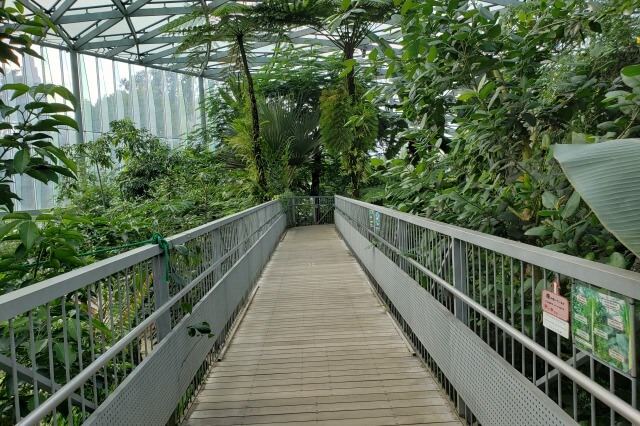 新宿御苑の大温室（植物園）｜乾燥地の植物