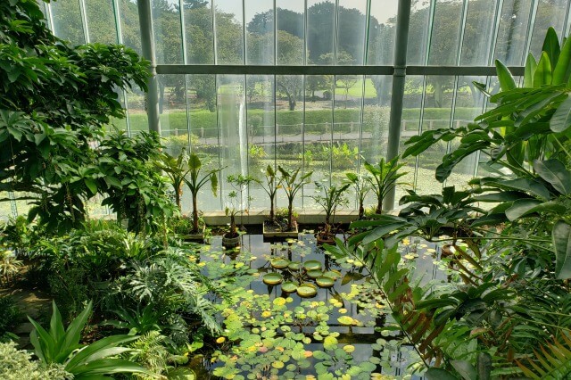 新宿御苑の大温室（植物園）｜乾燥地の植物