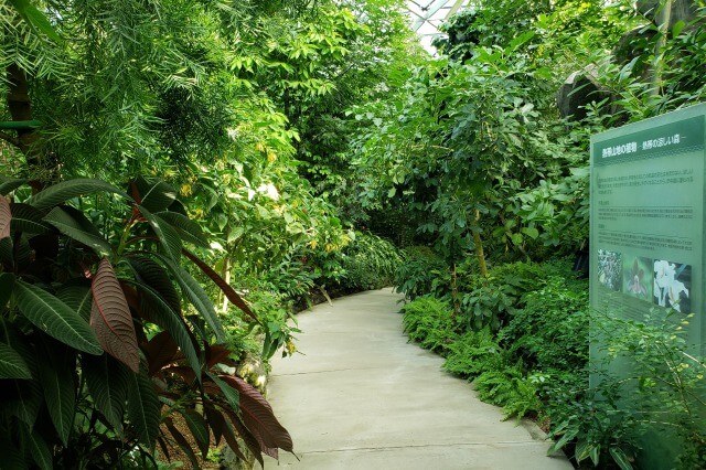 新宿御苑の大温室（植物園）｜熱帯山地の植物