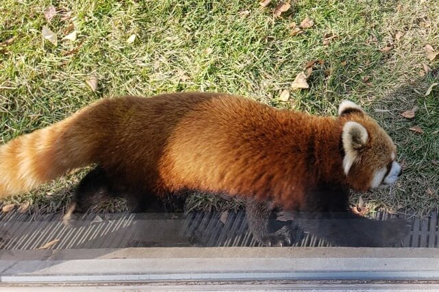 上野動物園のレッサーパンダ