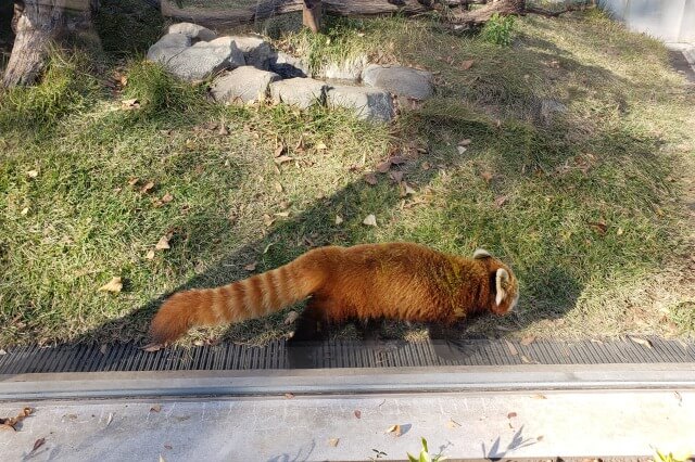 上野動物園のレッサーパンダの展示場所は？