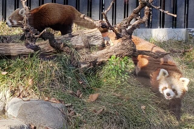 上野動物園のレッサーパンダの様子