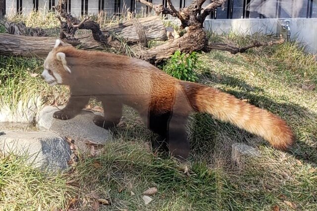 上野動物園のレッサーパンダの様子