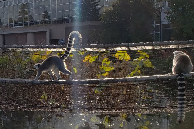 上野動物園の猿(サル)