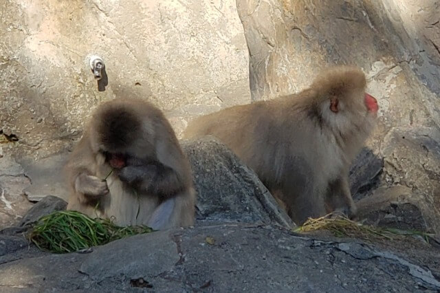 上野動物園のニホンザル｜東園の日本猿