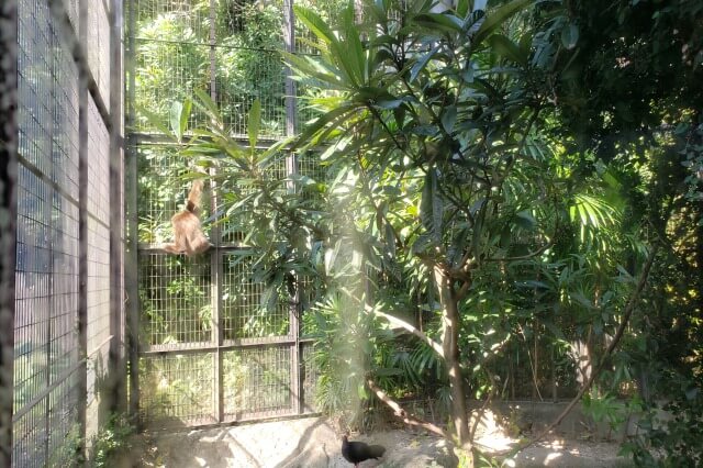 上野動物園のテナガザル｜東園のシロテテナガザル