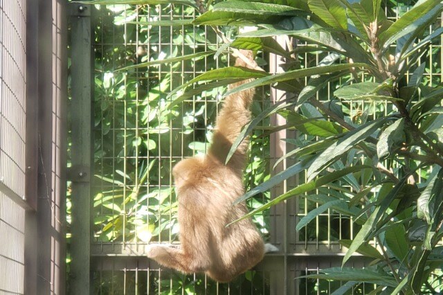 上野動物園のテナガザル｜東園のシロテテナガザル