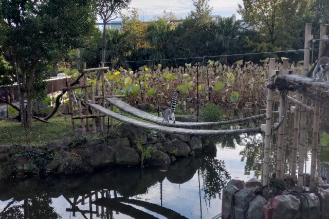 上野動物園のキツネザル｜西園のワオキツネザル