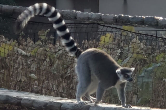 上野動物園のキツネザル｜西園のワオキツネザル