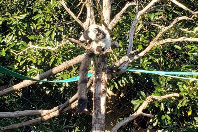 上野動物園のキツネザル｜西園のクロシロエリマキキツネザル