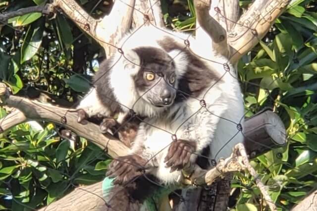 上野動物園のキツネザル｜西園のクロシロエリマキキツネザル