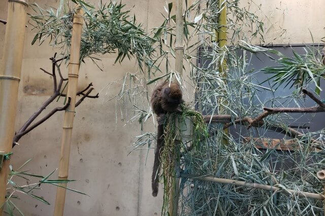 上野動物園のキツネザル｜西園のハイイロジェントルキツネザル