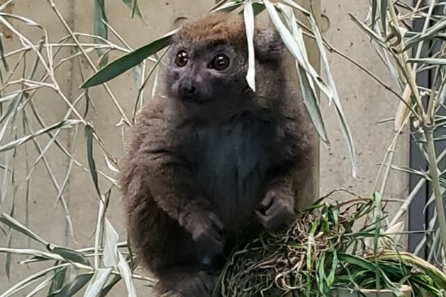 上野動物園のキツネザル｜西園のハイイロジェントルキツネザル