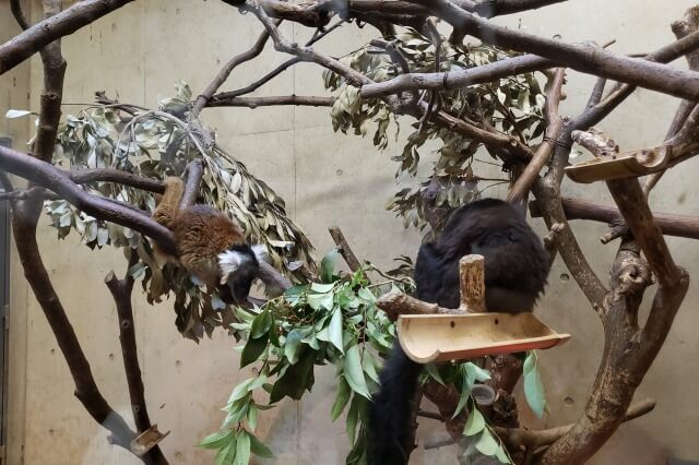 上野動物園のキツネザル｜西園のクロキツネザル