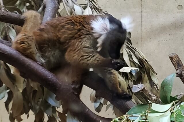 上野動物園のキツネザル｜西園のクロキツネザル