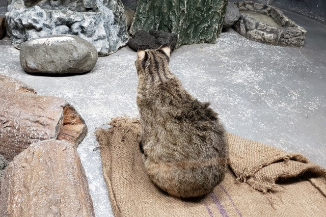 那須どうぶつ王国の保全の森｜アムールヤマネコ