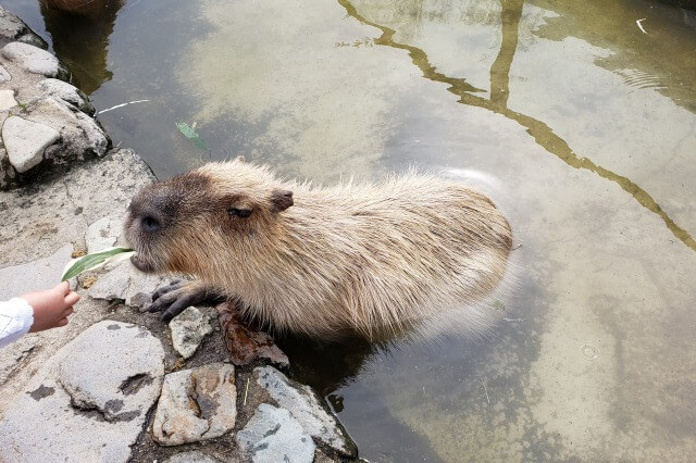 那須どうぶつ王国で動物とのふれあいや餌やりができる場所