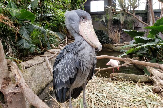 那須どうぶつ王国のウェットランド｜ハシビロコウ