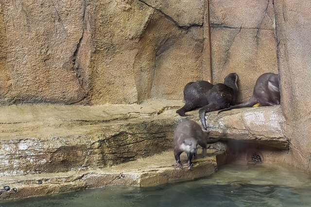 那須どうぶつ王国のウェットランド｜コツメカワウソ