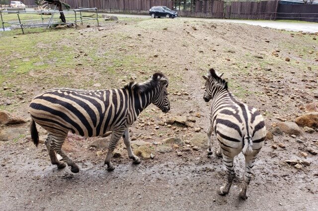 雨の日に那須サファリパークのワイルドライドに乗った感想