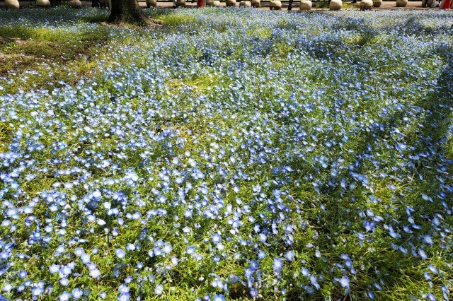 日比谷公園のネモフィラの見頃｜いつからいつまで？