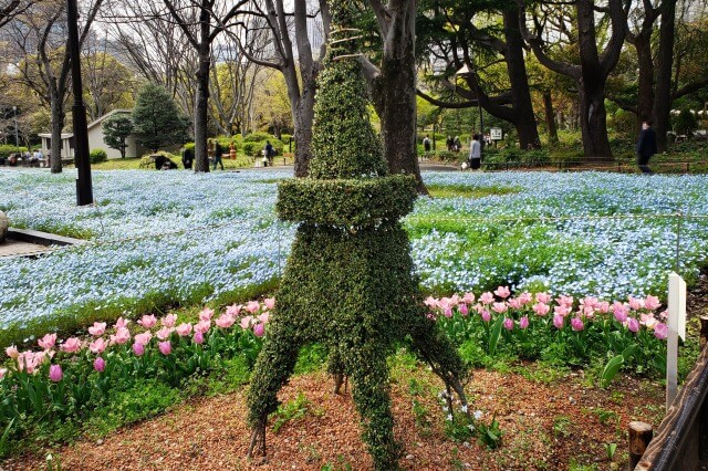 日比谷公園のネモフィラの見どころ