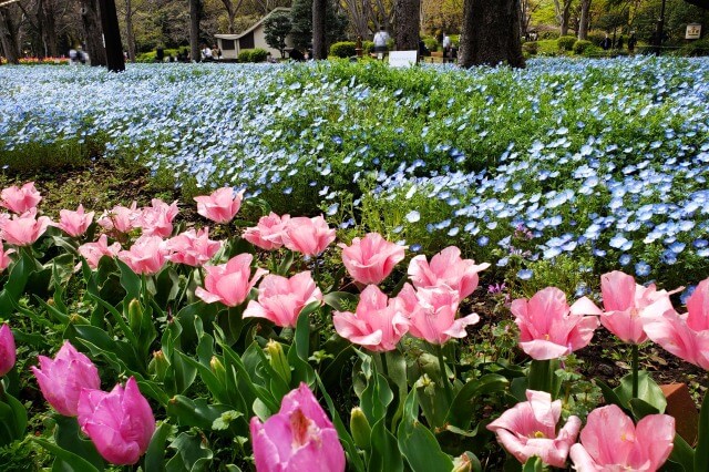 日比谷公園のネモフィラの見どころ