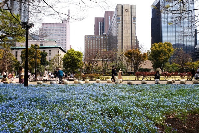 日比谷公園のネモフィラの見どころ