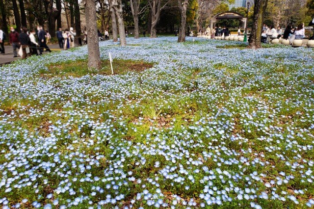 日比谷公園のネモフィラの見どころ