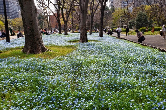 日比谷公園のネモフィラの見どころ