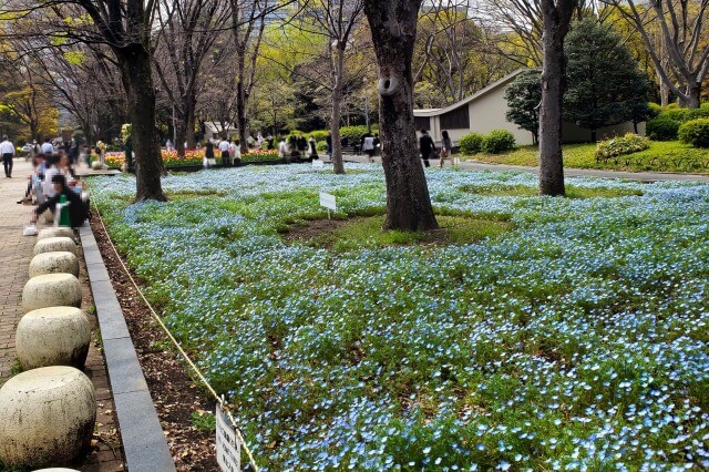 日比谷公園のネモフィラの見どころ