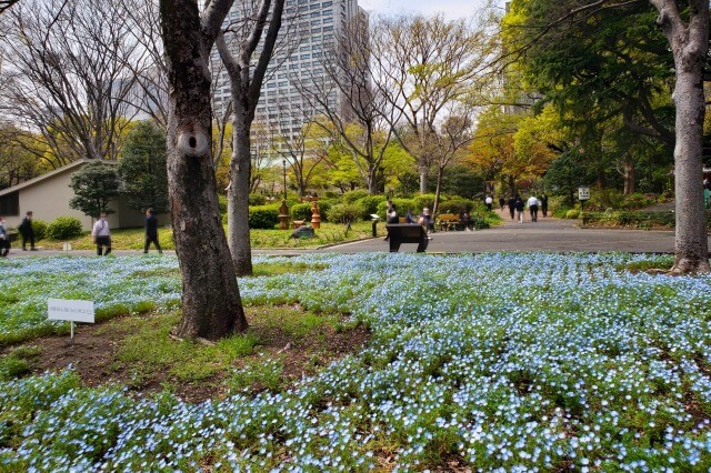 日比谷公園のネモフィラの見どころ