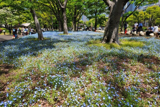 日比谷公園のネモフィラの見どころ