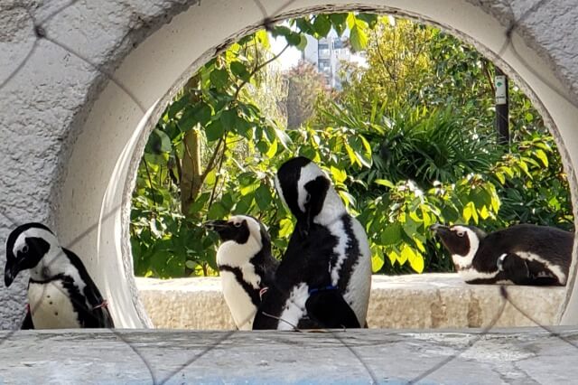 上野動物園のペンギンの種類はケープペンギンです