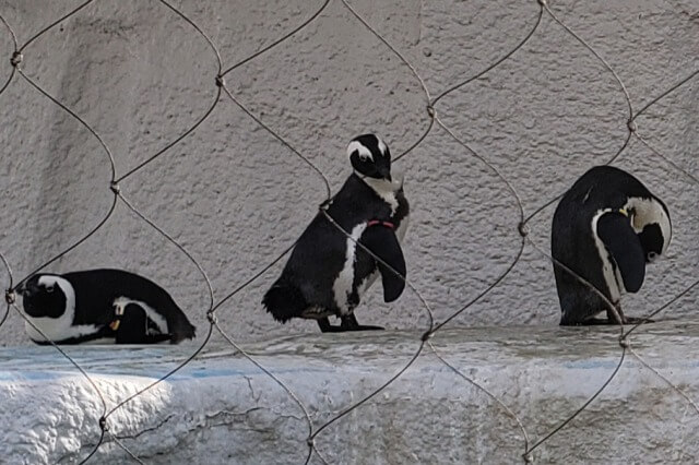 上野動物園のペンギンたちの様子