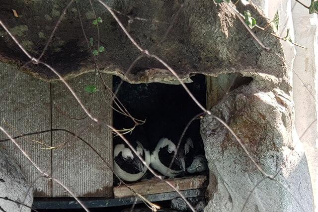 上野動物園のペンギンたちの様子