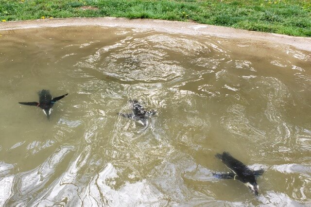 那須どうぶつ王国のペンギンビレッジ